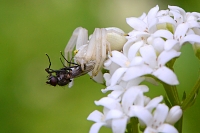 gewone kameleonspin (Misumena vatia) 4-2019 8419